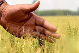 创新农业保险 助推乡村振兴保障农民收入